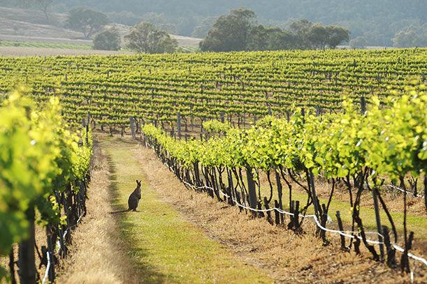 LOOKING FOR WINERIES NEAR SYDNEY? VISIT HUNTER VALLEY - Pop Up Wine